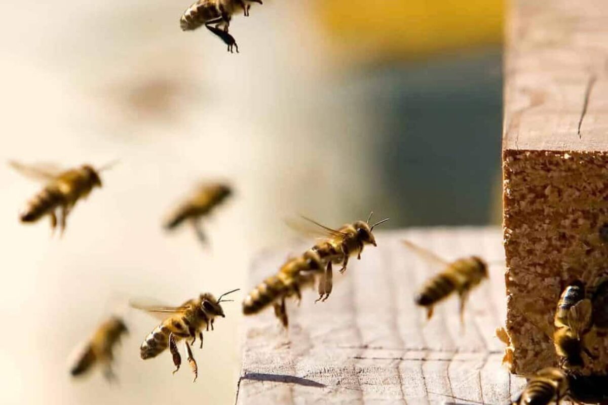 When to Expect Bee Return to the Hive: A Beekeeper’s Guide