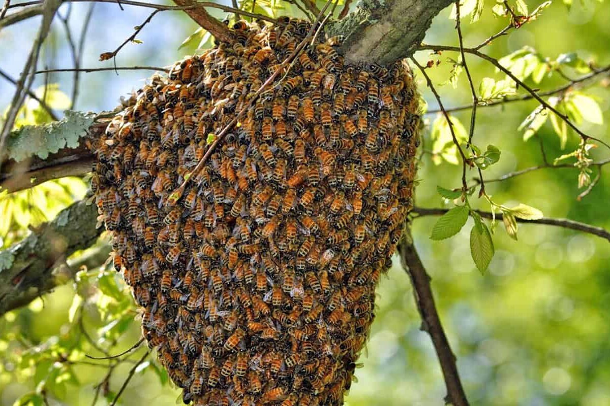 When is Beekeeping Season Over? Discover When to Call it Quits for the Year.