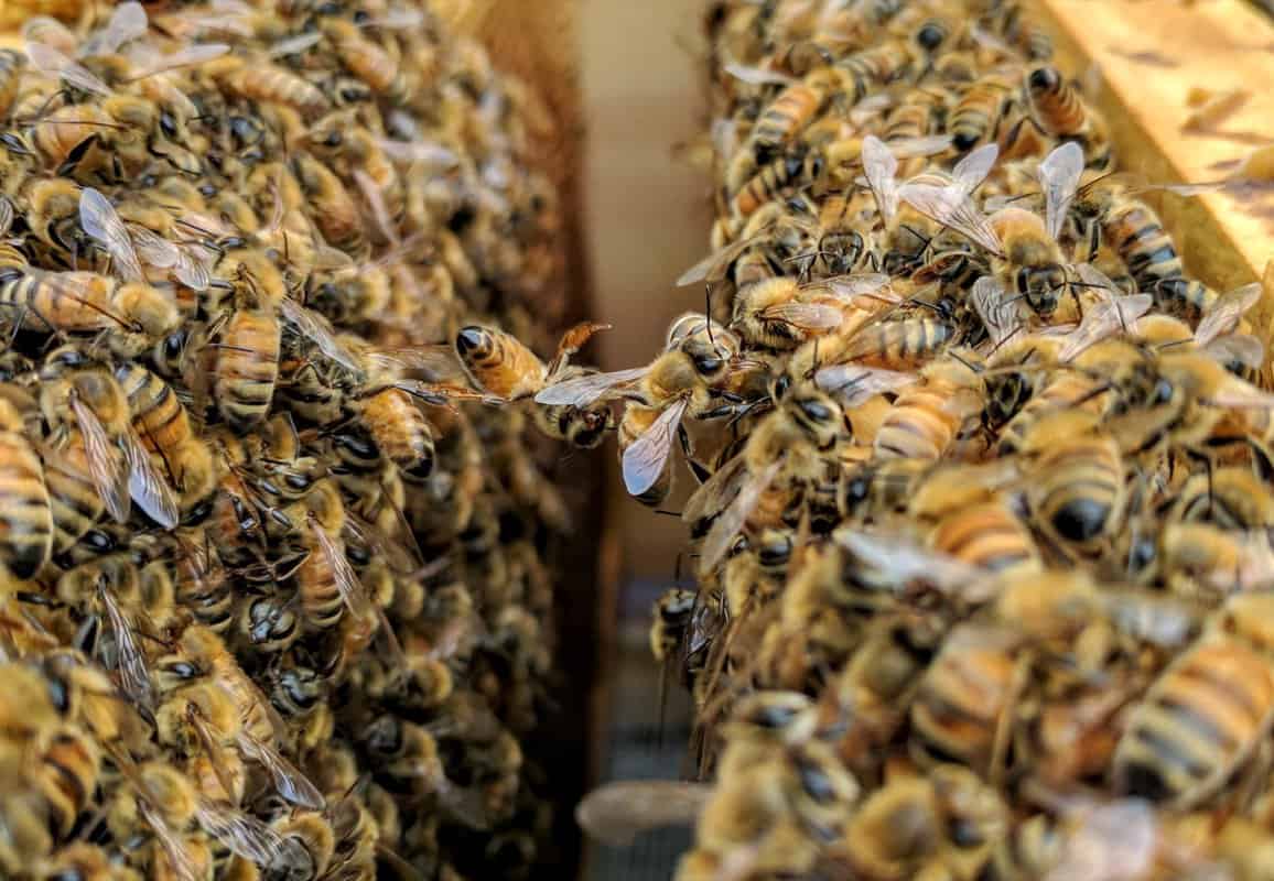 Where Do Wild Honey Bees Live?