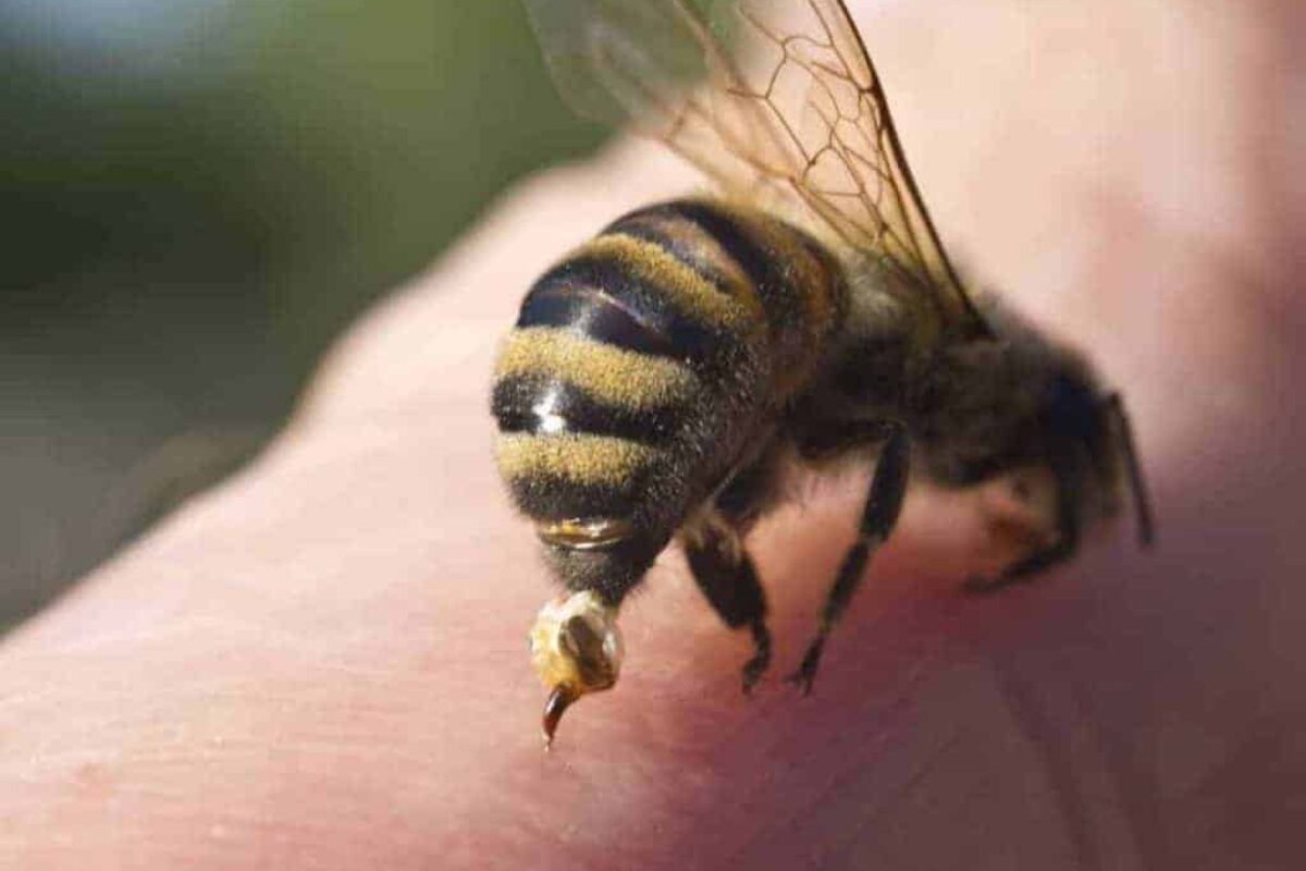 Which Bees Bite? Learn about Beekeeping and the Different Types of Bee Stings