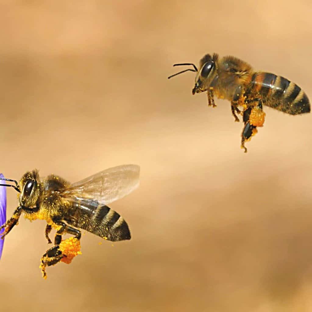 Why Are Bees Fuzzy?