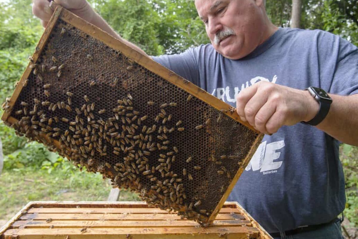 Why Are Beekeeping & Bees Struggling Right Now?