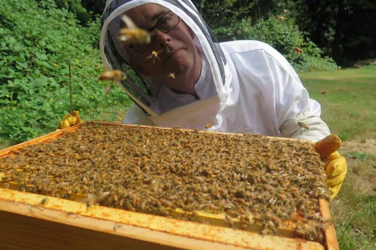 Why do Bees Love Me? A Beekeeper’s Guide to Building a Positive Relationship with Bees