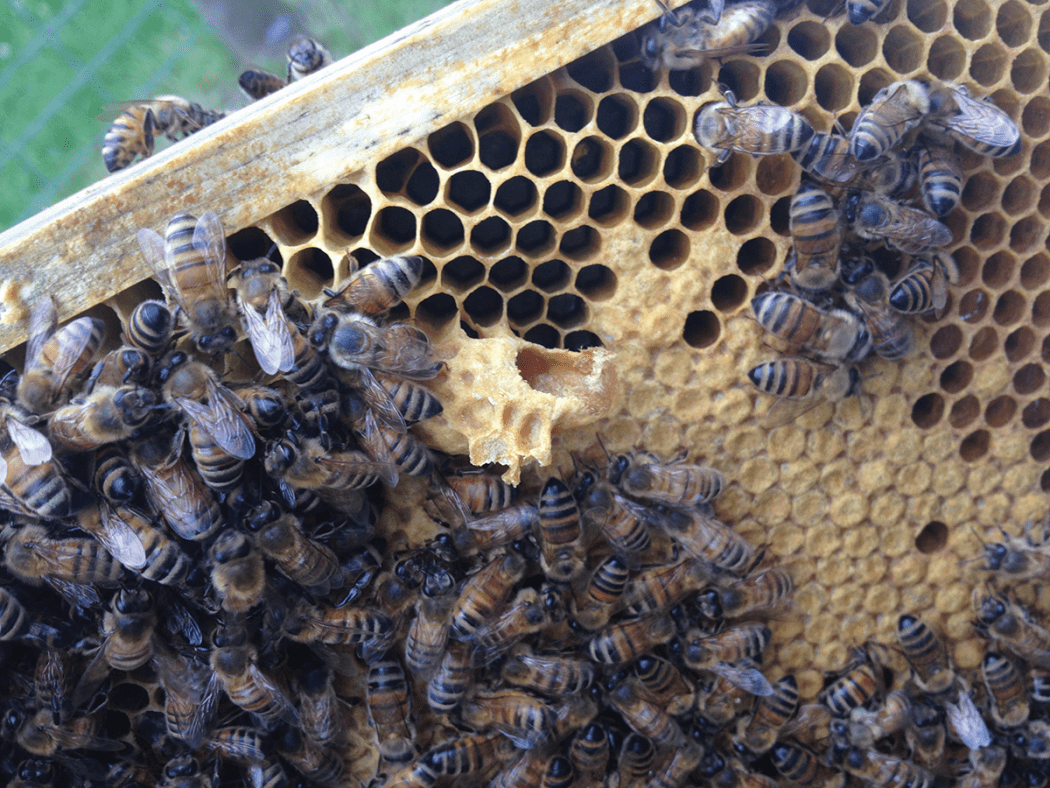 Why Knowing When Bees Return To The Hive Matters