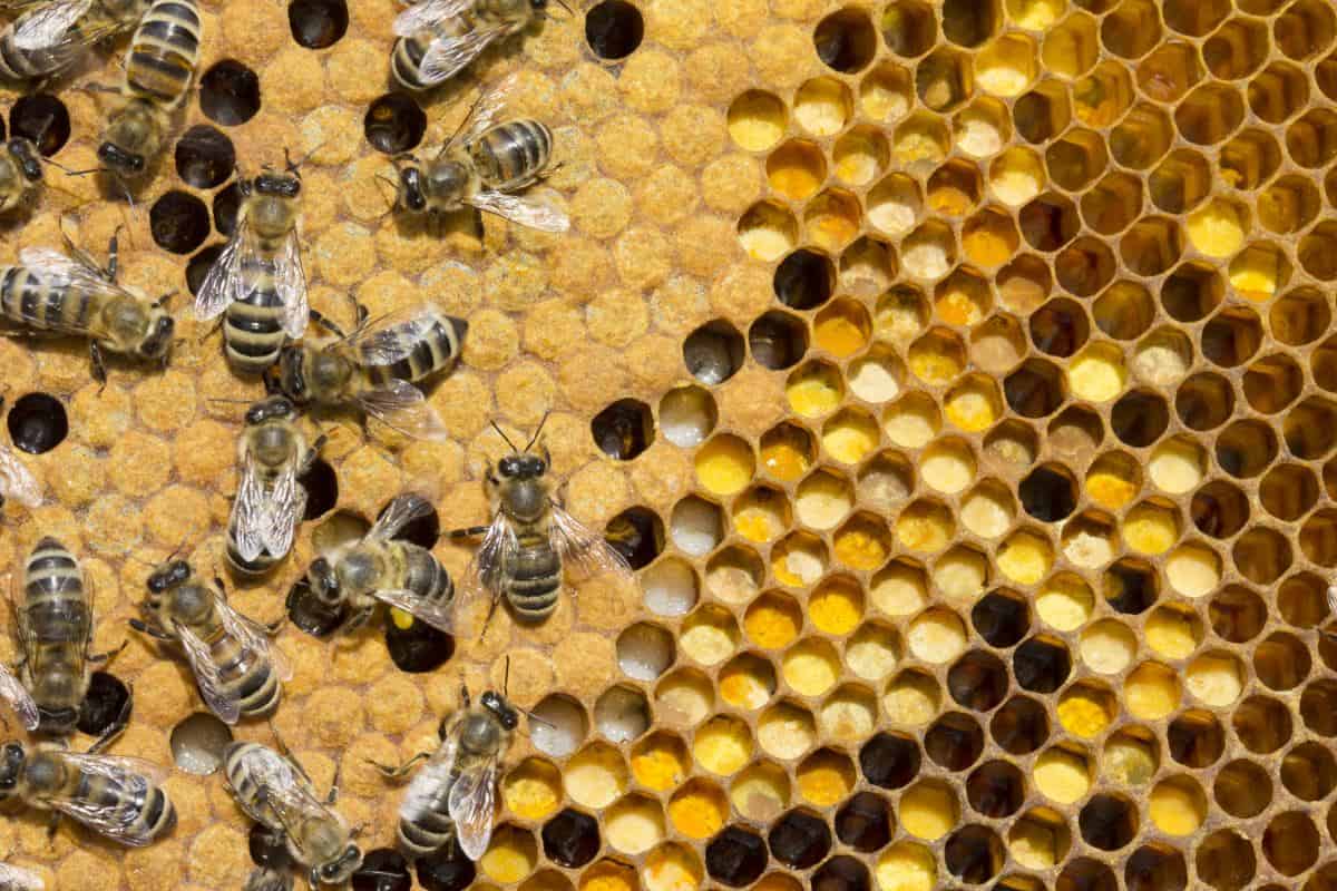 Why The Life Span Of A Bee Nest Varies