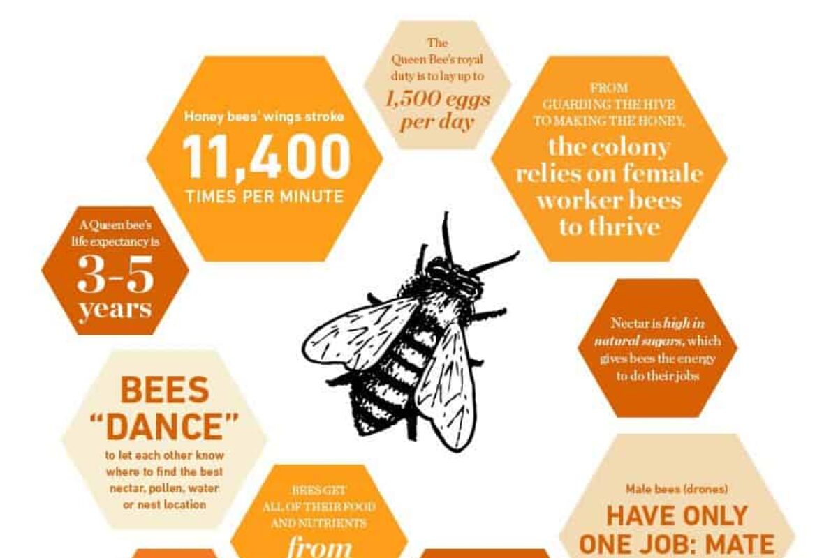 5 Fascinating Worker Bee Facts Every Beekeeper Should Know!